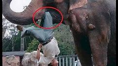 Elephant Attacks : Angry elephant Attacks Man
