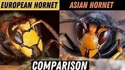 Asian Hornet Vs European Hornet. Know The Difference!!