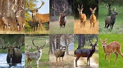 Discover the Enchanting World of Deer: Majestic Creatures from Around the Globe