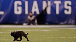 Black cat halts Giants-Cowboys Monday Night Football game, leaving viewers transfixed