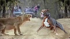 100 Craziest Animal Fights of All Time 2023