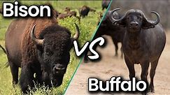 What is the difference between Bison & Buffalo | Bison vs Buffalo