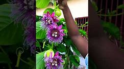 Hand pollinating Barbadine/Giant Passion fruit!