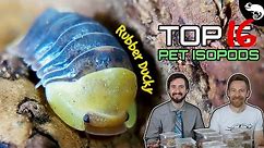 Top 5 Pet Isopods (oh, make that 16!)