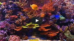 Aquarium - Coral Reef Aquarium 110 Minutes of HD Fishtanks with music and Nature Sounds