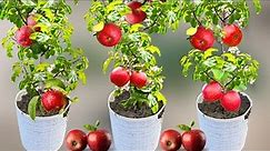 Apple Tree Planting: A Professional Guide on How to Grow Apple Trees from Apple Fruit