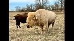 “Extremely Rare” White Buffalo Calls Quapaw Tribal Lands ‘Home’