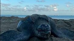 World’s biggest turtles - leatherback! This momma is covering her nest