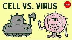 Cell vs. virus: A battle for health - Shannon Stiles