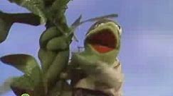 Sesame Street: Jack & The Beanstalk | Kermit News