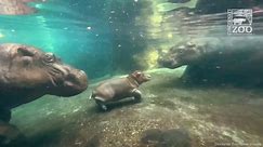 Cincinnati Zoo's Adorable Resident Fritz The Hippo's Amazing First Year