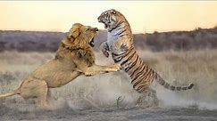 lion vs tiger how will be the winner