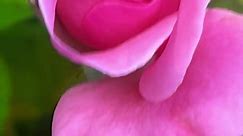 "Elegance in Bloom: Exploring the Beauty of Pink Roses 🌷"