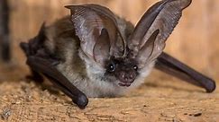 16 Types of Bats In Colorado! (ID GUIDE)