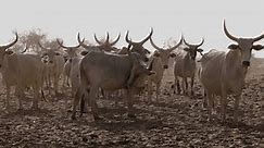Close-up. Fulani cattle looking at camera, standing in the Sahel, Sahara Desert, North Africa. Drought, Climate Change, Desertification