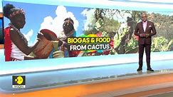 Kenyan Maasai women turn cacti into enterprise