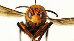 "Murder hornets" arrive in U.S.