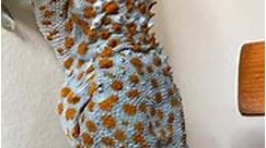 Just another video of Tiki the Tokay gecko (Gekko gecko) enjoying a juicy hornworm caterpillar 😅! Follow for more reptile content! 🐛💥🦎 • #tokaygecko #reptiliatus #reptile #pet #animal #reels #viral #instagram #tokay #gecko #lizard #geckosofinstagram #reptilesofinstagram #lizardsofinstagram #tikithetokaygecko #blue #eating #food #bugs #petsofinstagram #animals #animalsofinstagram | Reptiliatus