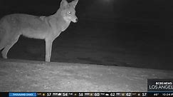 Coyotes kill three dogs over weekend in San Fernando Valley