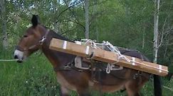 Pack mules help reconstruct Colorado mountain trail