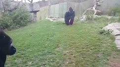 Going Viral: The Moment an Angry Gorilla Charges at Family in Zoo, Cracks Glass Wall