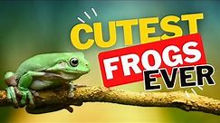 Top 5 Cutest Frogs You've Ever Seen