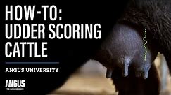 HOW-TO: UDDER SCORING CATTLE
