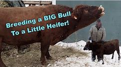 BIG Bull Breeding a little Heifer!