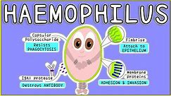 Haemophilus Microbiology: Morphology, Pathogenesis, Diagnosis, Treatment