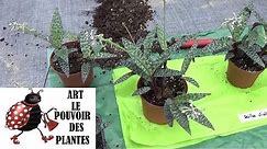 Conseil jardinage: Scilla violacéa: comment faire la culture et division: (Ledebouria) plante verte
