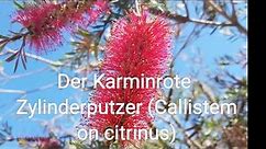 Der Karminrote Zylinderputzer (Callistemon citrinus)