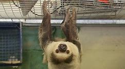 How the Sloth Uses Their Incredibly Long Claws to Climb
