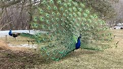 Neighbors in Eden Prairie cry fowl over peacocks