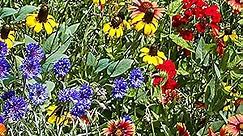 Native Perennial Wildflower Seed Mixture - Multi-Colored Wildflowers That Come Back Year After Year - 0.50 Oz. Packet of Seeds