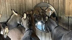 'Diva' Donkeys Gather Round Mirror at Ohio Sanctuary