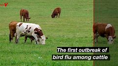 Is It Safe to Drink Milk in Face of Bird Flu Outbreak Among Cattle?