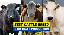 Top 10 Best Cattle Breeds For Meat Production | Beef Producing Cow