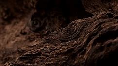 brown old snag. aged wood texture. driftwood closeup. macro shot. High quality 4k footage