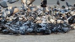 Flock of Pigeons eating food on concrete floor in National Park Delhi, India.