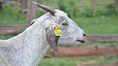 Secrets on How to Select the best Breeding Goats for your Farm