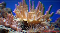 Wonderful sea coral