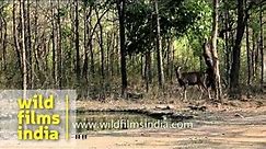 Sambhar deer at water hole in Panna National Park
