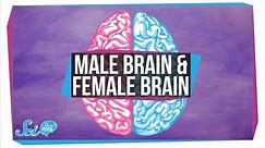 Are There "Male" and "Female" Brains?