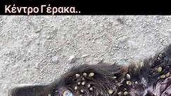 #helpp #tafantasmatatouaspropyrgou #straydogs #pain #ppuppy