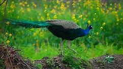 Real Peacock Video - Beautiful Bird - Mmb Nature - Peacock 4k Video