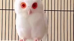 tiny albino owlet