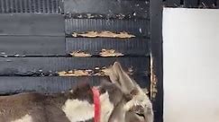 Meet your adoption donkey