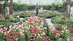 Spring Flower Show Open At Phipps Conservatory