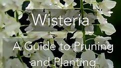 Wisteria- A Guide to Pruning and Planting