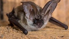 10 Types of Bats In Pennsylvania! (ID GUIDE)